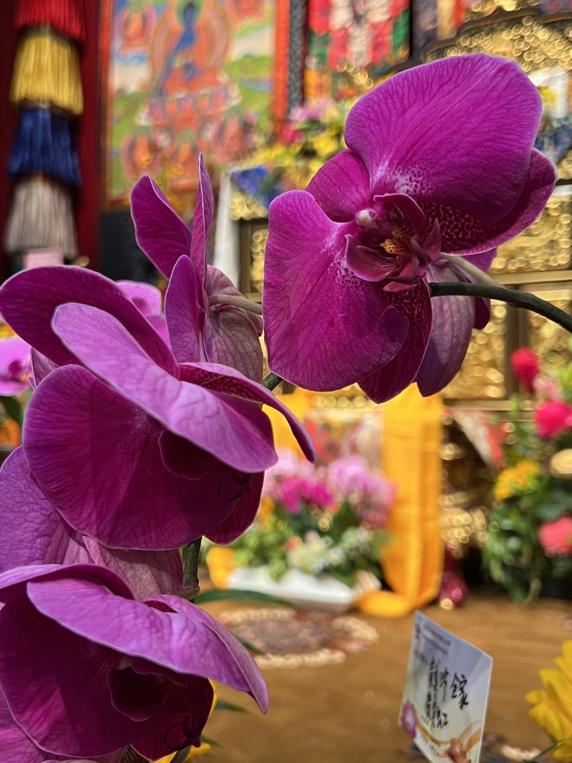 第二屆台灣薩迦世界和平祈願大法會｜首日快訊-43任法王雲端開示