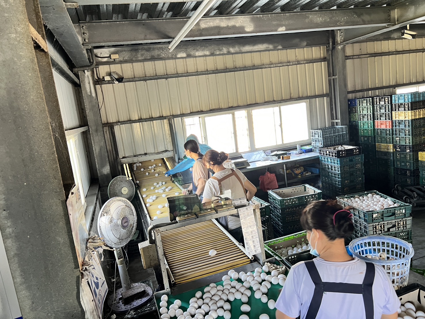 芬普尼毒蛋風波　文雅畜牧場4萬顆雞蛋流出台中 - https://www.watchmedia01.com