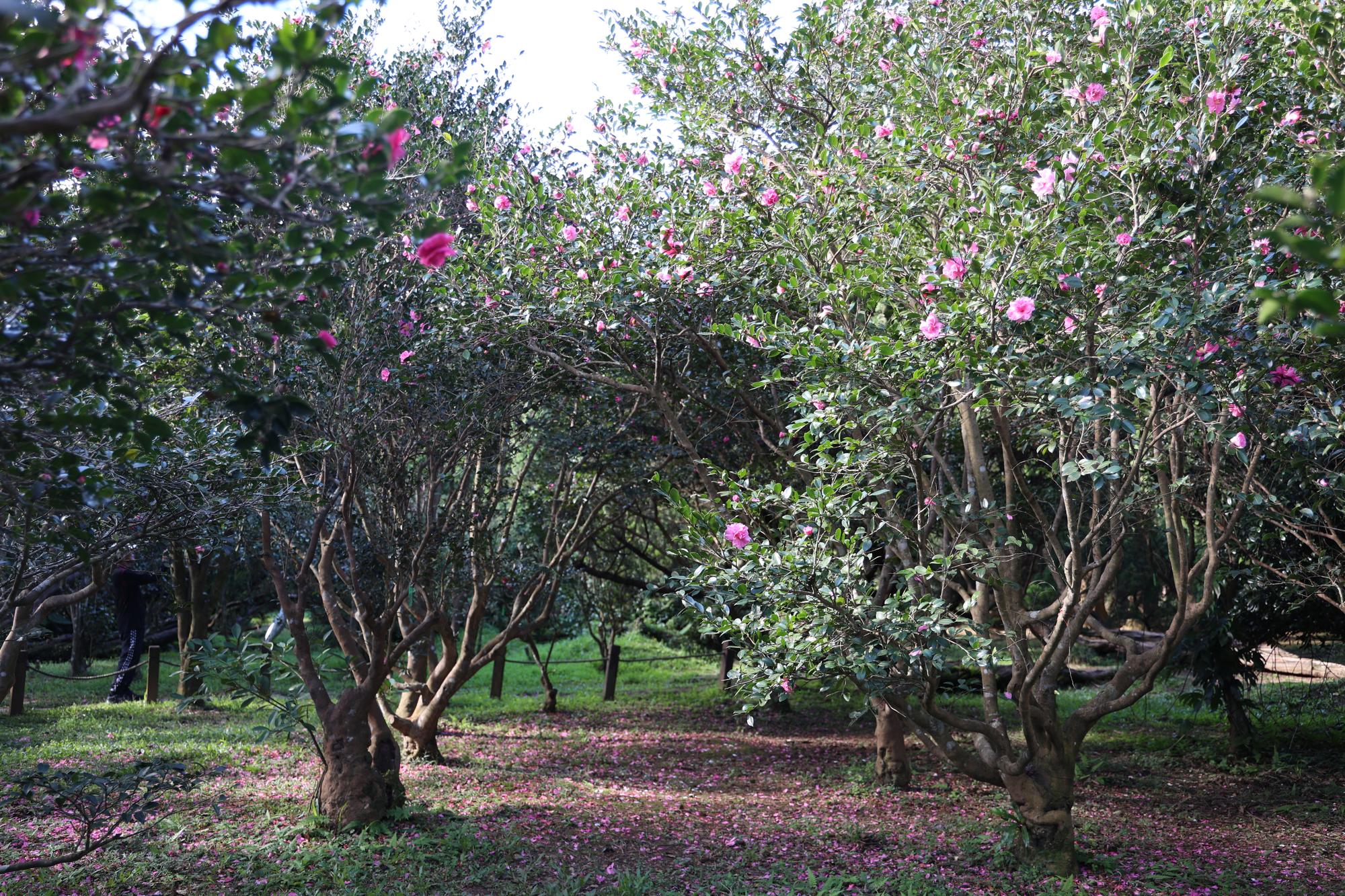茶梅盛開 圖/台北市政府提供